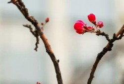 爆料海棠是谁发明的呢视频,探寻“爆料海棠”背后的传奇故事