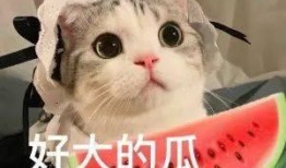 网红吃瓜狗子是谁,揭秘网络红人的神秘魅力