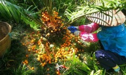 重庆铁树开花爆料视频大全,视频大全揭秘罕见自然现象