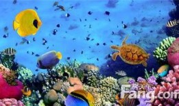 海底王宫爆料视频大全集,视频大全集深度解析