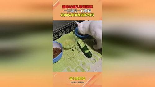 娱乐吃瓜酱罐头